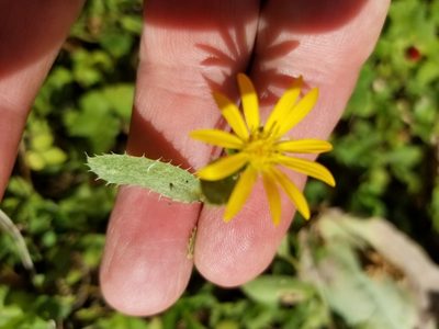 Grindelia lanceolata, photographed by henrya