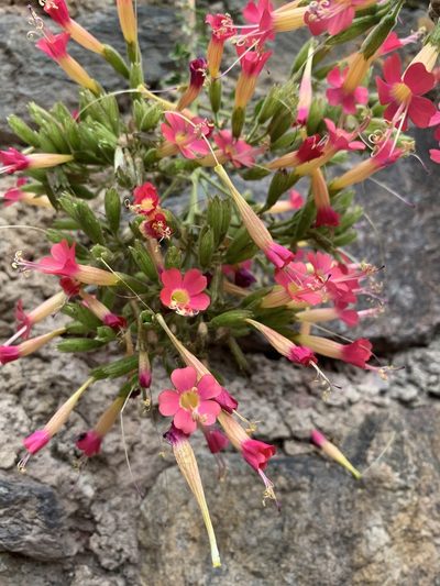 Cantua cuzcoensis, photographed by Line Juul Nielsen