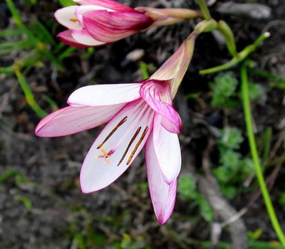 Geissorhiza fourcadei, photographed by Di Turner