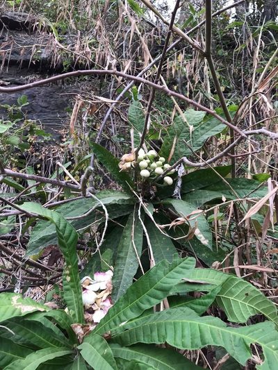 Gustavia angustifolia, photographed by Ileana Herrera