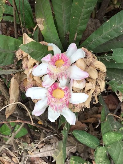 Gustavia angustifolia, photographed by Ileana Herrera