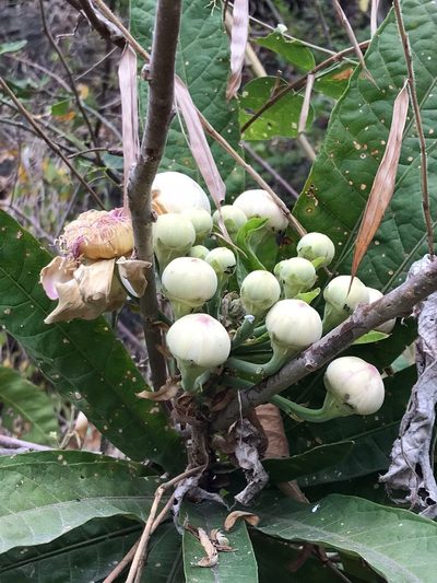 Gustavia angustifolia, photographed by Ileana Herrera