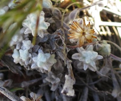 Helichrysum saxicola, photographed by Di Turner