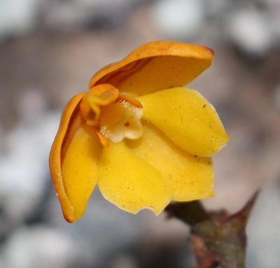 Polystachya pubescens, photographed by Brian du Preez