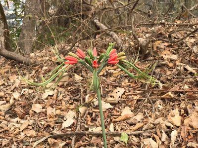 Eucrosia eucrosioides, photographed by Ileana Herrera