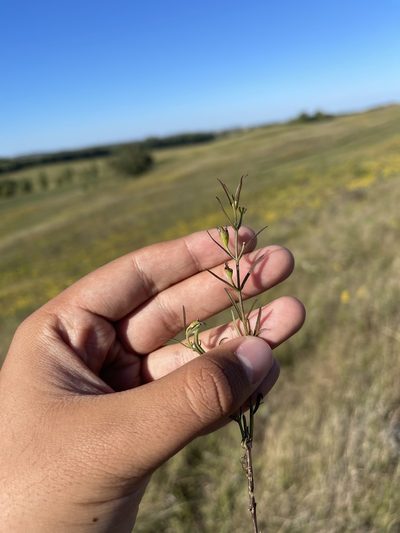 Agalinis aspera, photographed by Brandon Corder