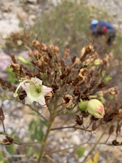 Nicotiana tomentosa, photographed by Line Juul Nielsen