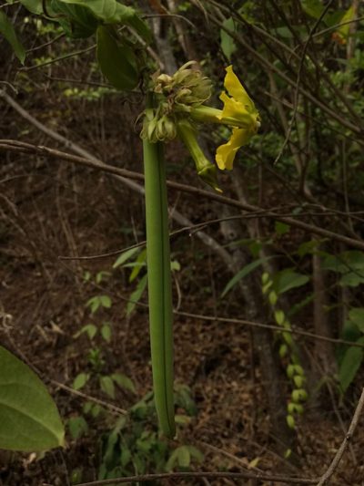 Prestonia mollis, photographed by Ileana Herrera