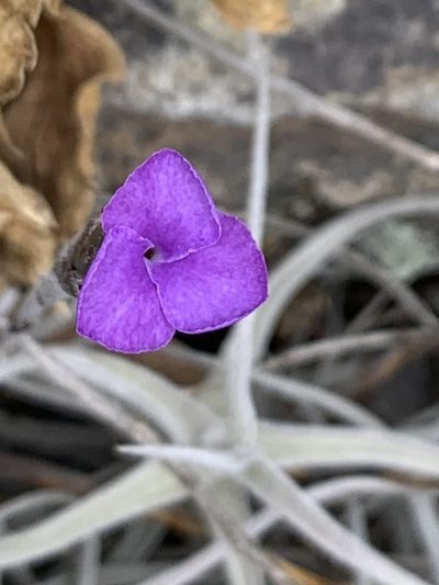 Tillandsia paleacea, photographed by Line Juul Nielsen