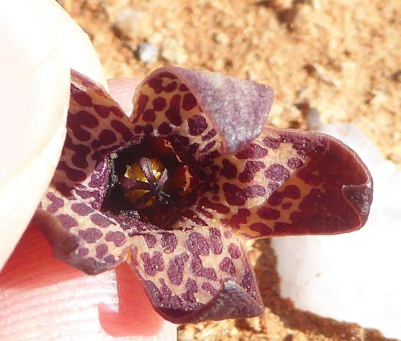 Tromotriche umdausensis, photographed by Andrew Hankey