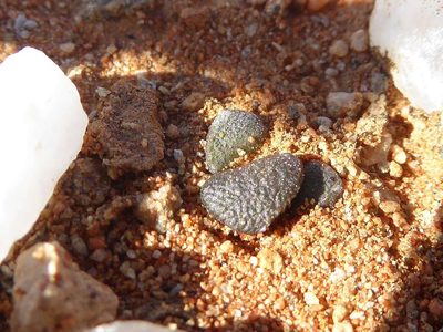 Anacampseros retusa, photographed by Andrew Hankey