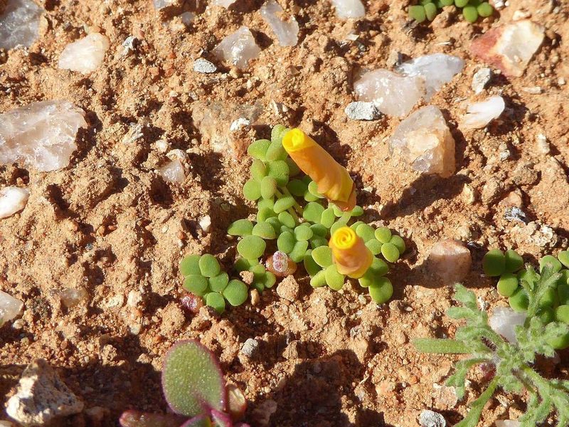 Oxalis bullulata, photographed by Andrew Hankey