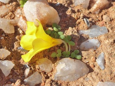 Oxalis bullulata, photographed by Andrew Hankey