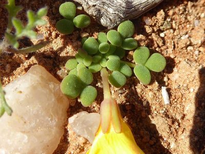 Oxalis bullulata, photographed by Andrew Hankey