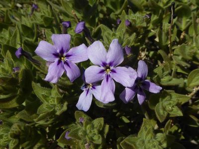 Jamesbrittenia fruticosa, photographed by Andrew Hankey