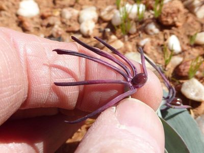 Ornithoglossum vulgare, photographed by Andrew Hankey