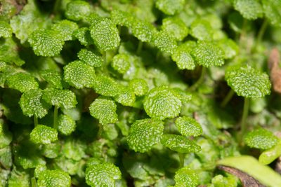 Cryptomitrium tenerum, photographed by Ken-ichi Ueda