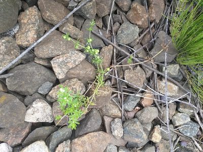 Galium tricornutum, photographed by Dmitriy Bochkov
