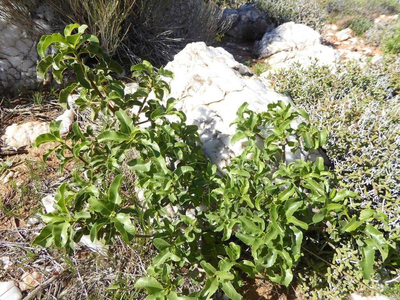 Ozoroa concolor, photographed by Andrew Hankey