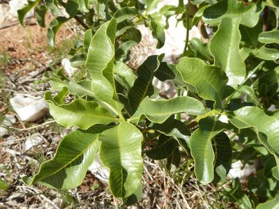 Ozoroa concolor, photographed by Andrew Hankey