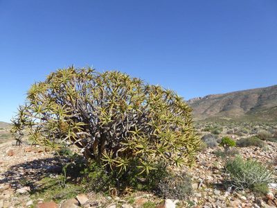Aloidendron ramosissimum, photographed by Andrew Hankey
