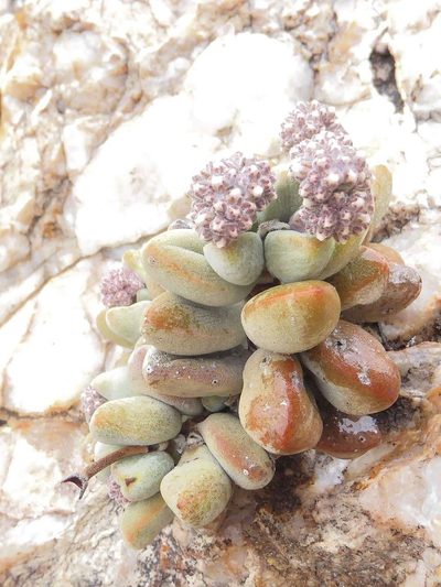 Crassula sericea, photographed by Andrew Hankey