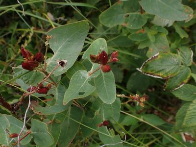 Hypericum fraseri, photographed by Mary Krieger
