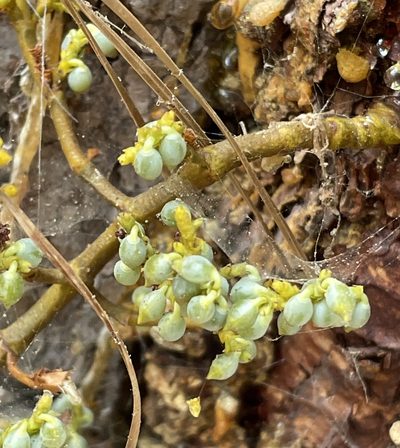 Arceuthobium littorum, photographed by Irene