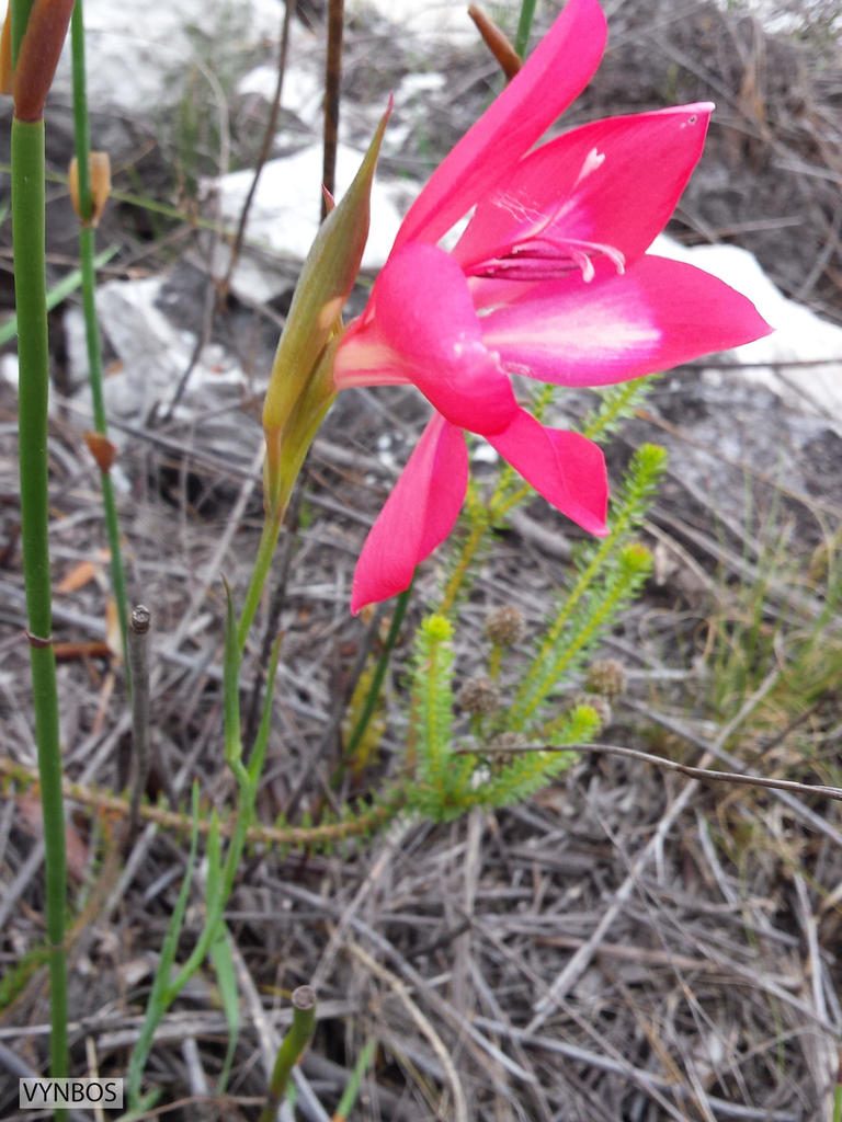Gladiolus stefaniae, photographed by Chris Vynbos