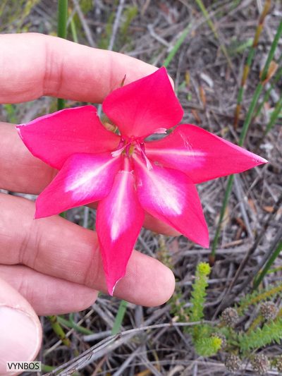 Gladiolus stefaniae, photographed by Chris Vynbos