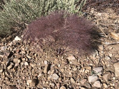 Eriogonum parishii, photographed by markhl