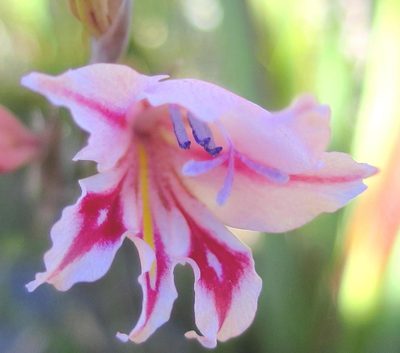 Gladiolus nigromontanus, photographed by Di Turner