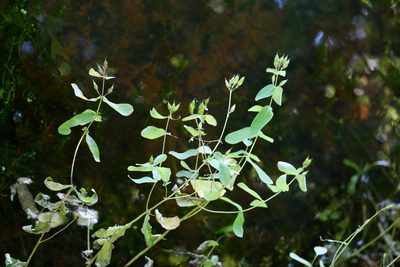 Hypericum virginicum, photographed by Bonnie Semmling