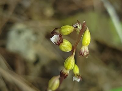 Corallorhiza odontorhiza, photographed by Elias