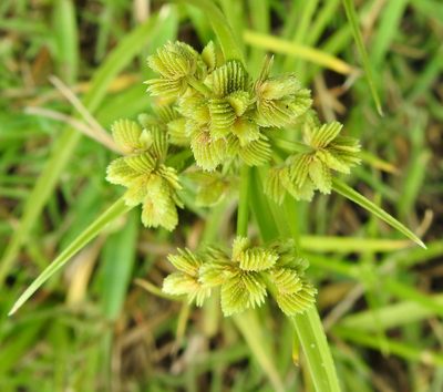 Cyperus surinamensis, photographed by saltyhiker