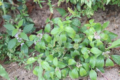 Mentha canadensis, photographed by Henry "Nick" Robertson
