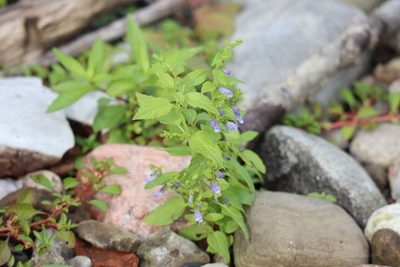 Scutellaria lateriflora, photographed by Henry "Nick" Robertson