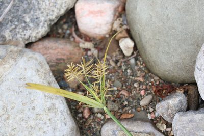 Cyperus esculentus, photographed by Henry "Nick" Robertson