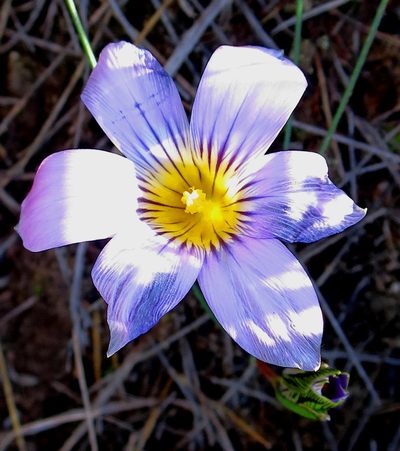 Romulea vlokii, photographed by Di Turner