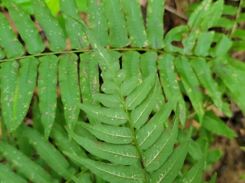 Diplaziopsis pycnocarpa, photographed by Elias