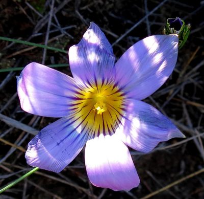 Romulea vlokii, photographed by Di Turner