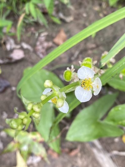 Sagittaria australis, photographed by Carol Ann McCormick
