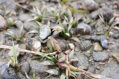 Sagittaria graminea, photographed by Henry "Nick" Robertson