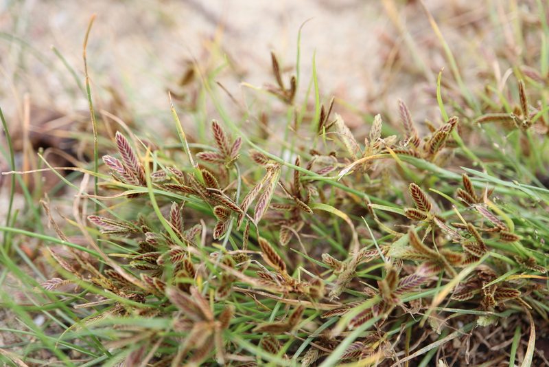 Cyperus bipartitus, photographed by Henry "Nick" Robertson