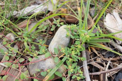 Euphorbia vermiculata, photographed by Henry "Nick" Robertson
