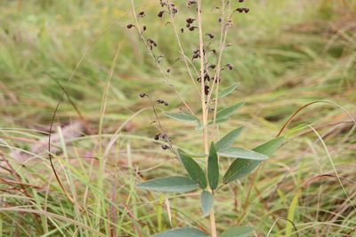 Desmodium canadense, photographed by Henry "Nick" Robertson