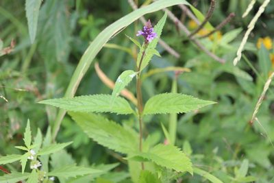 Verbena hastata, photographed by Henry "Nick" Robertson