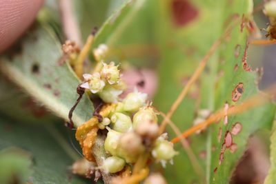 Cuscuta gronovii, photographed by Henry "Nick" Robertson