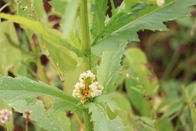 Cuscuta gronovii, photographed by Henry "Nick" Robertson