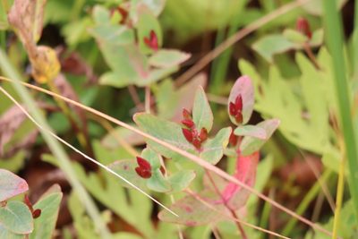 Hypericum fraseri, photographed by Henry "Nick" Robertson